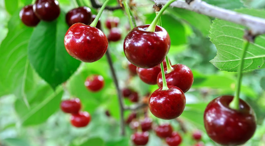 Cherry Mỹ, Canada, Úc, Chile, Trung Quốc... khác nhau thế nào?