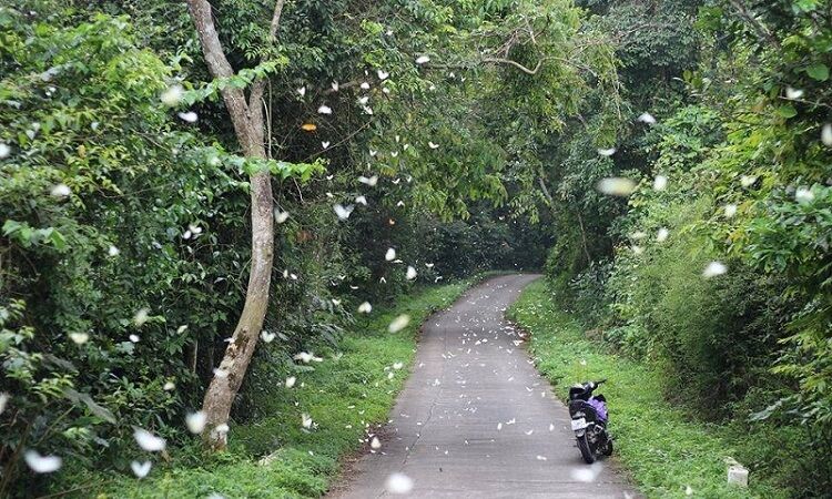 Vườn Quốc Gia Cúc Phương Ninh Bình