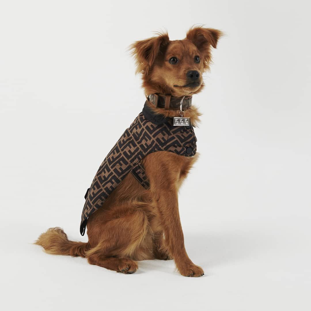 Áo khoác cho chó của Fendi