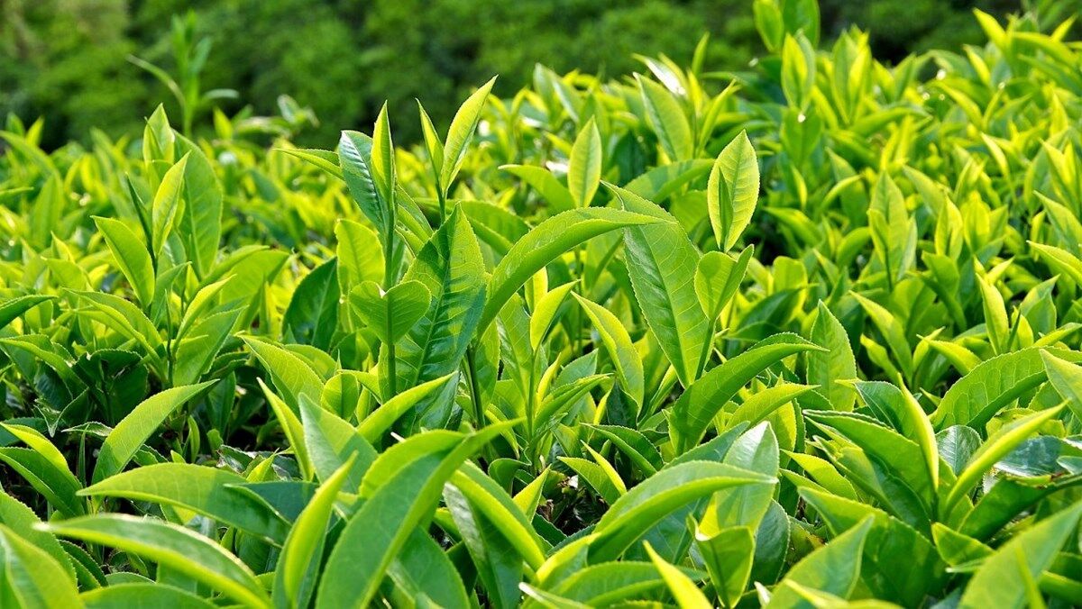 5 thực phẩm dễ kiếm giúp hơi thở thơm tho, tự tin giao tiếp - 2