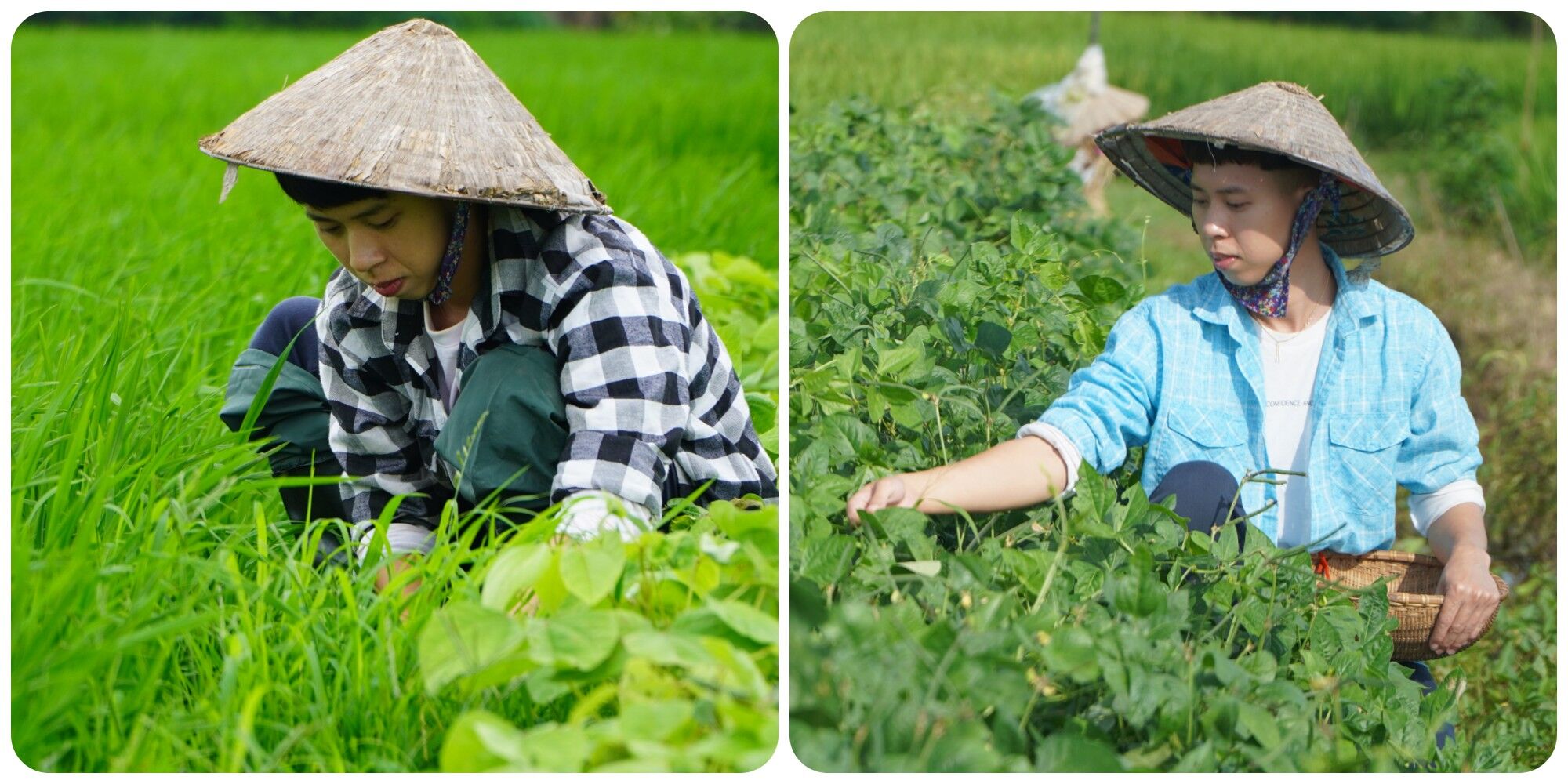 Tô Văn Lộc