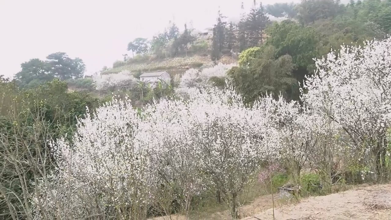 Mùa hoa mận máu đẹp lung linh - 3