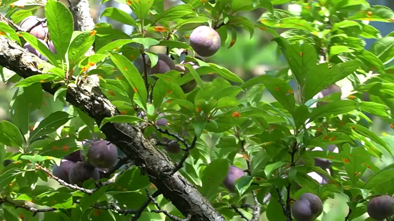 Mùa hoa mận máu đẹp lung linh - 7