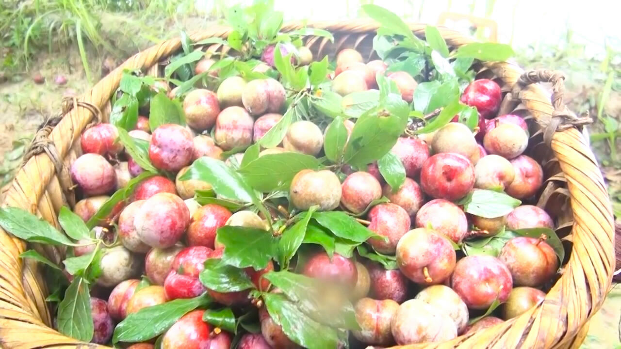 Mùa hoa mận máu đẹp lung linh - 8