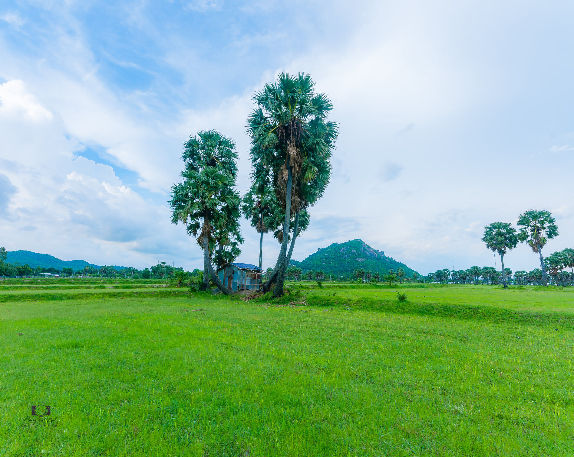 cây thốt nốt