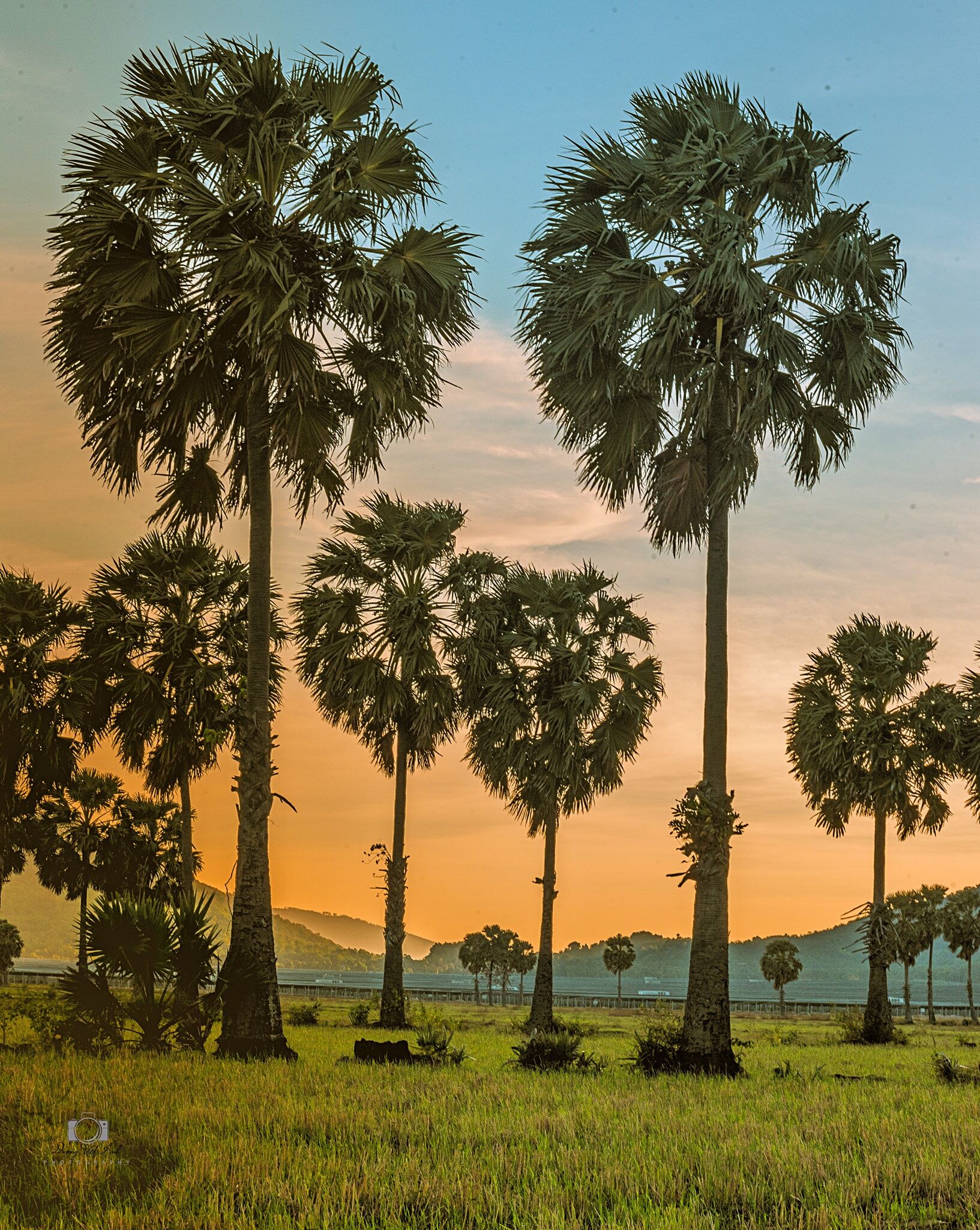 Cây thốt nốt