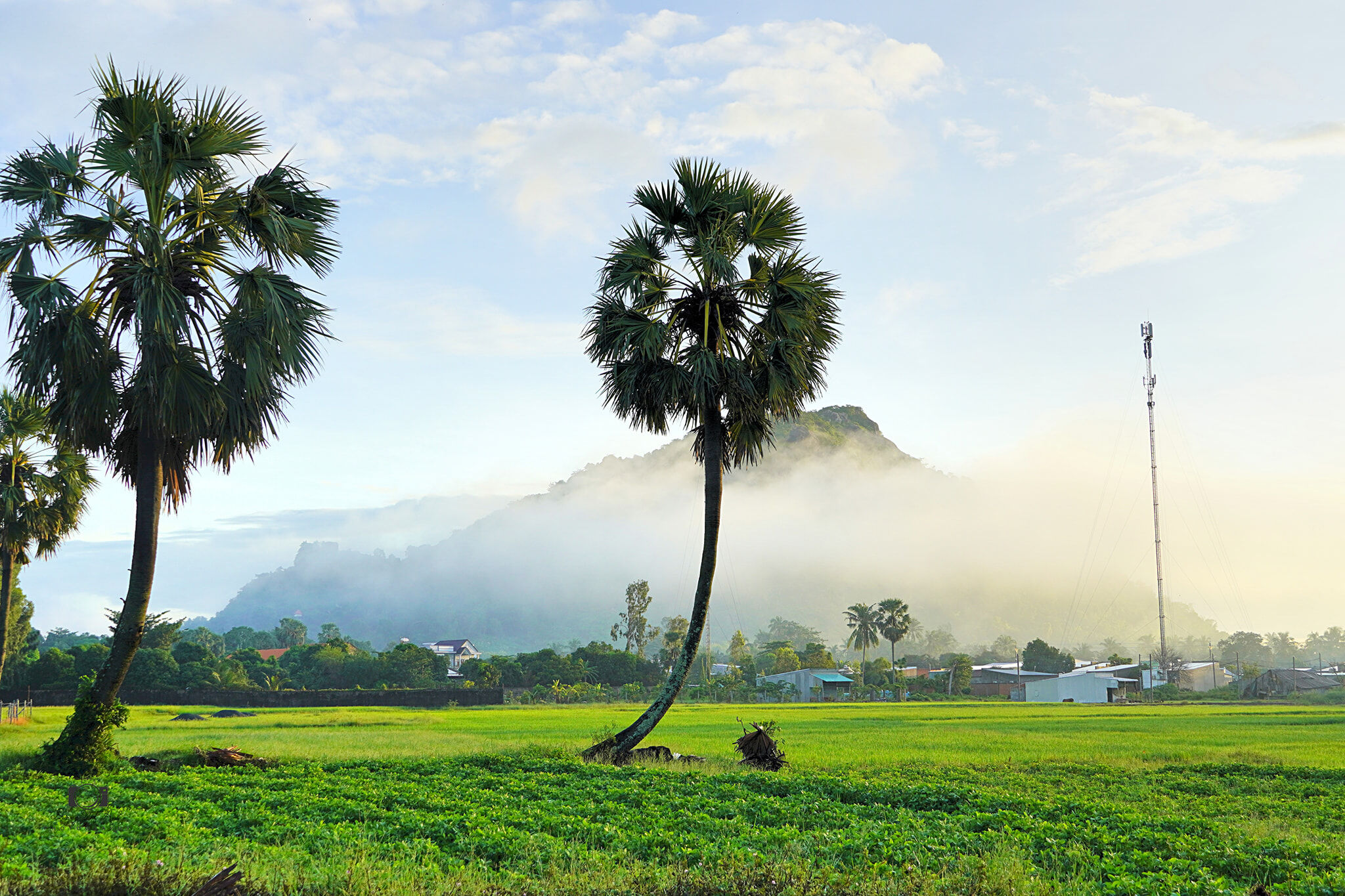 Cây thốt nốt