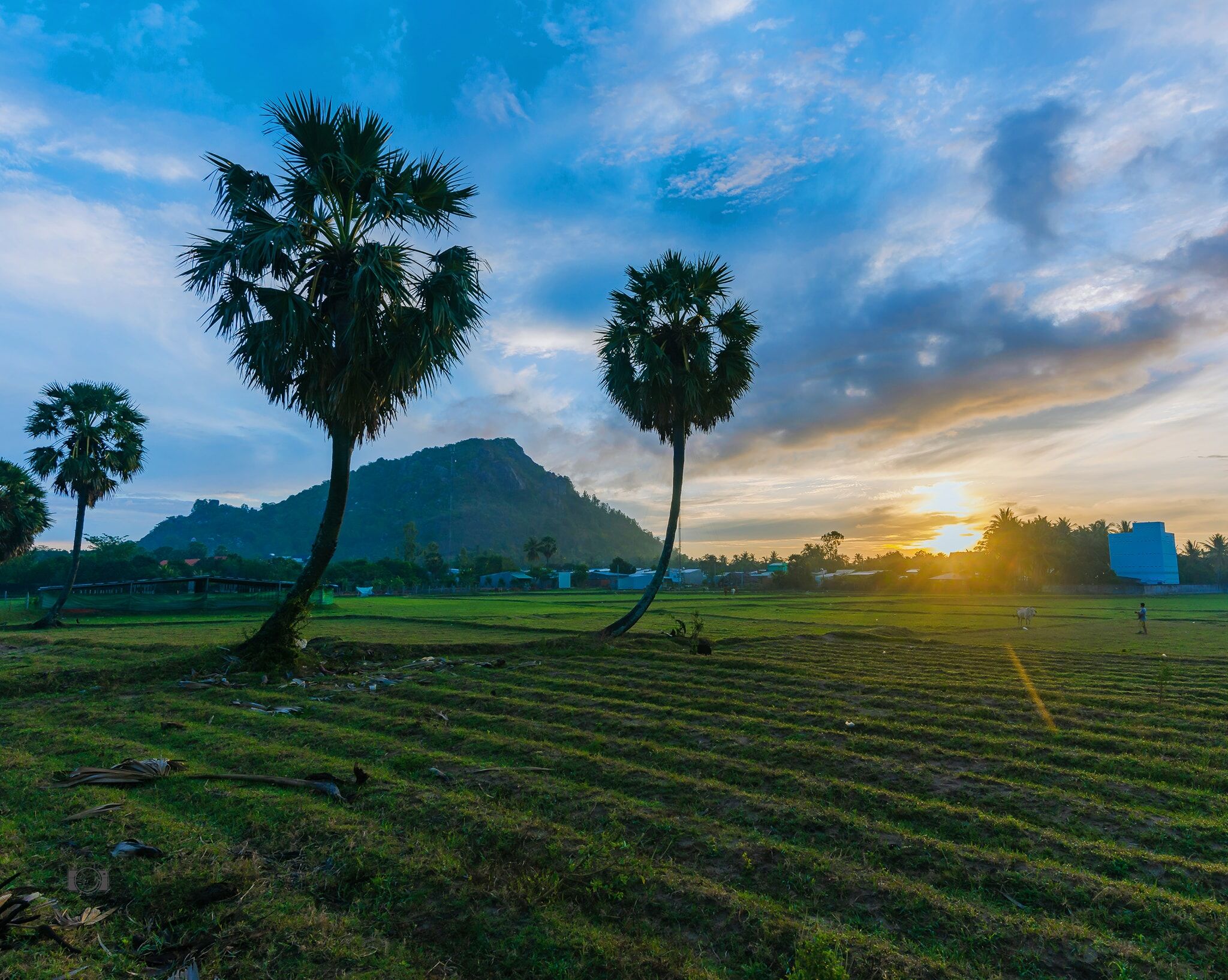 Cây thốt nốt An Giang