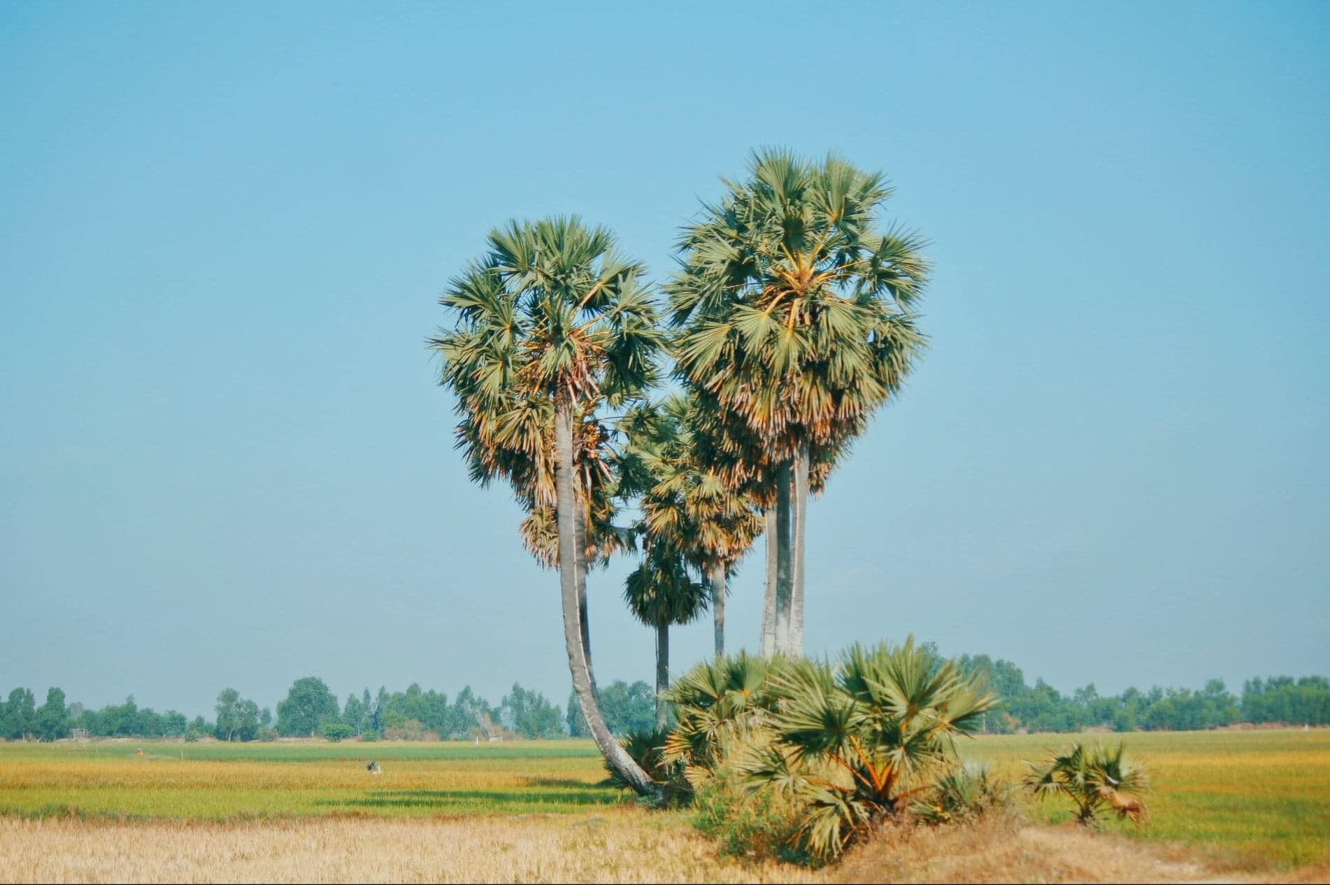Cây thốt nốt - An Giang