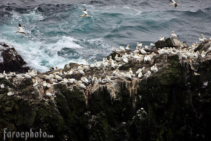 Khám phá quần đảo Faroe - “bí mật du lịch” được giữ kín nhất châu Âu - 3