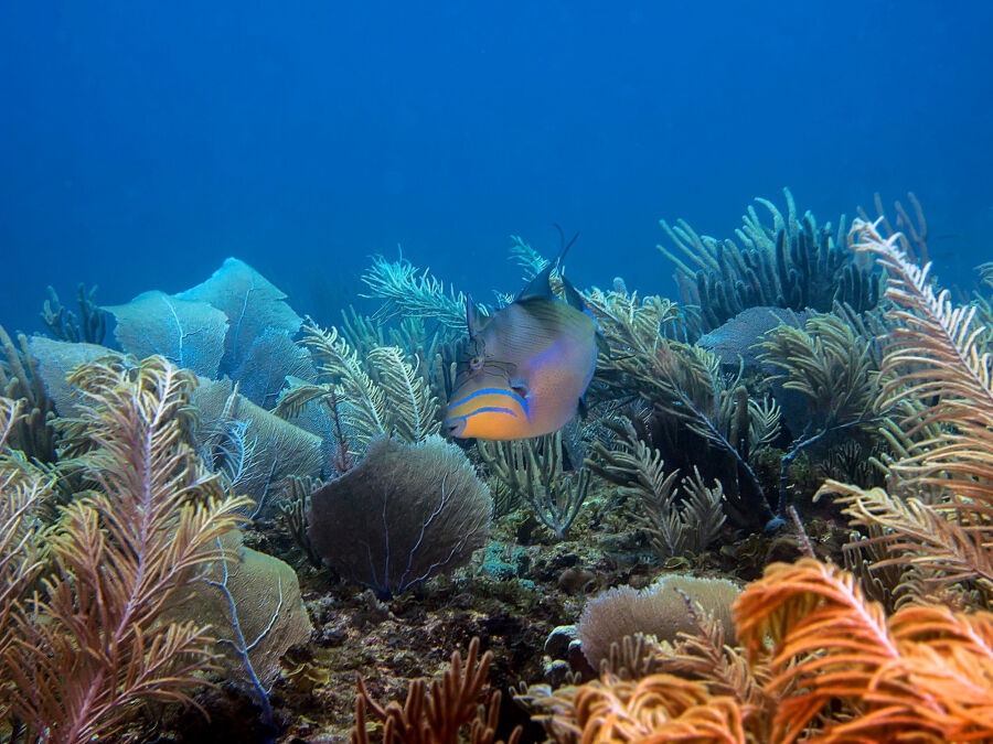 ISLA CATALINITA, CỘNG HÒA DOMINICA