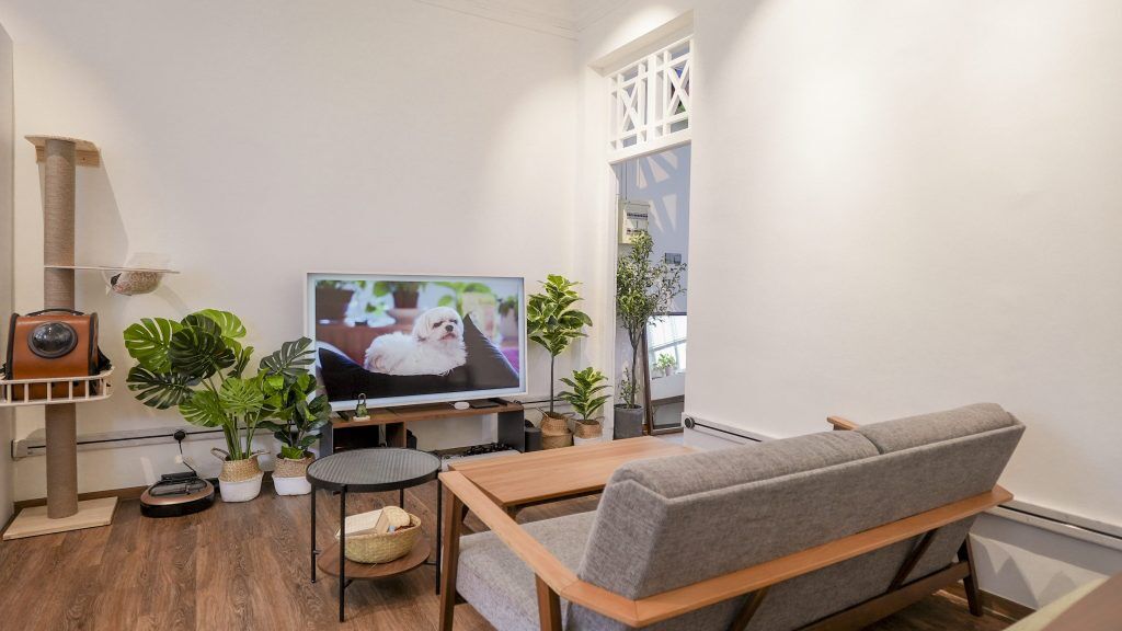 Không gian của cây và thú cưng cho những ngày giãn cách-8