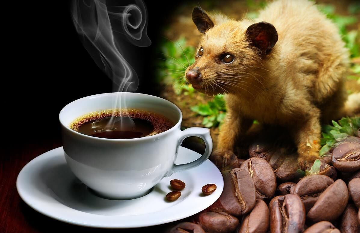 Top 10 hương vị cà phê hảo hạng trên thế giới