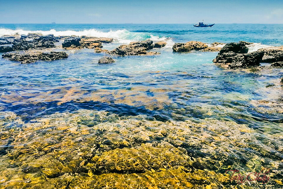 Đẹp hút hồn mùa biển rong rêu - 1