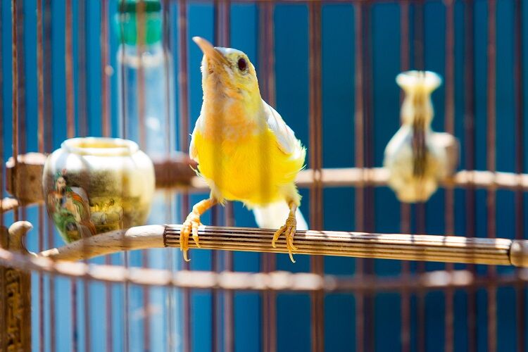 Choáng ngợp những bộ sưu tập thú cưng siêu đắt đỏ của đại gia Việt - 1
