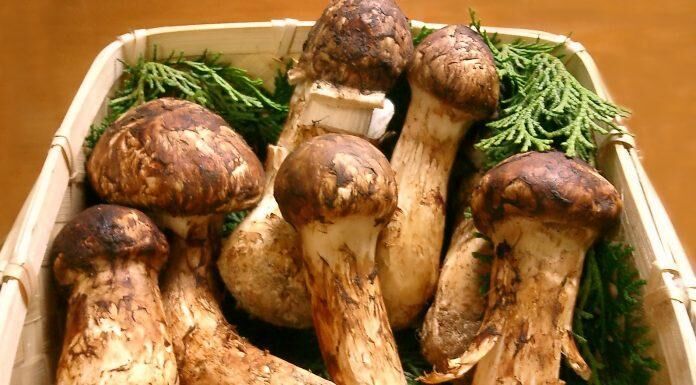 Top 6 loại nấm đắt đỏ bật nhất hiện nay-6