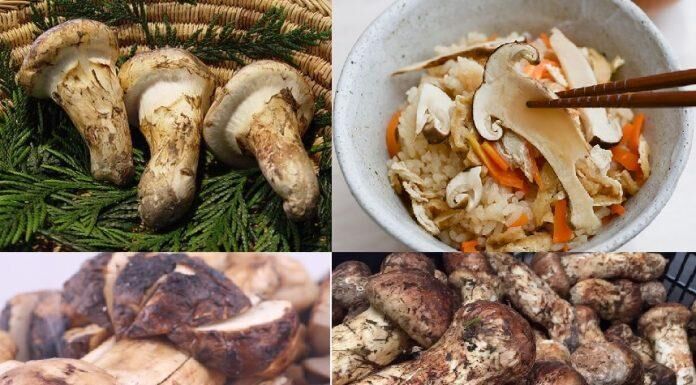 Top 6 loại nấm đắt đỏ bật nhất hiện nay-4