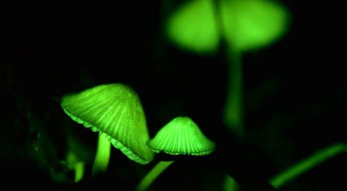 Top 6 loại nấm đắt đỏ bật nhất hiện nay-7