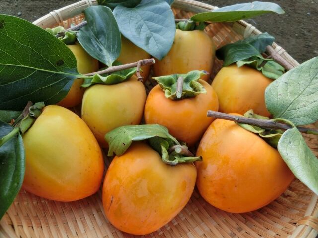 Những điều thú vị về quả hồng, loại trái cây đặc sản của mùa thu Nhật Bản-2
