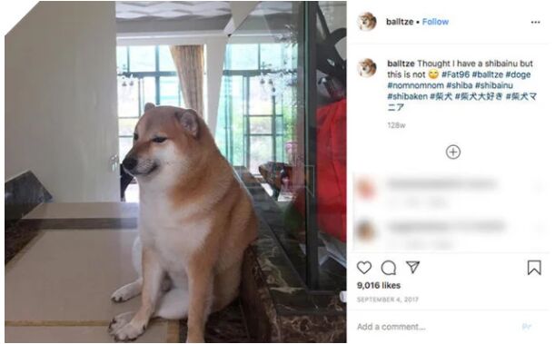 Chú chó nguyên gốc của Meme Cheems nổi tiếng