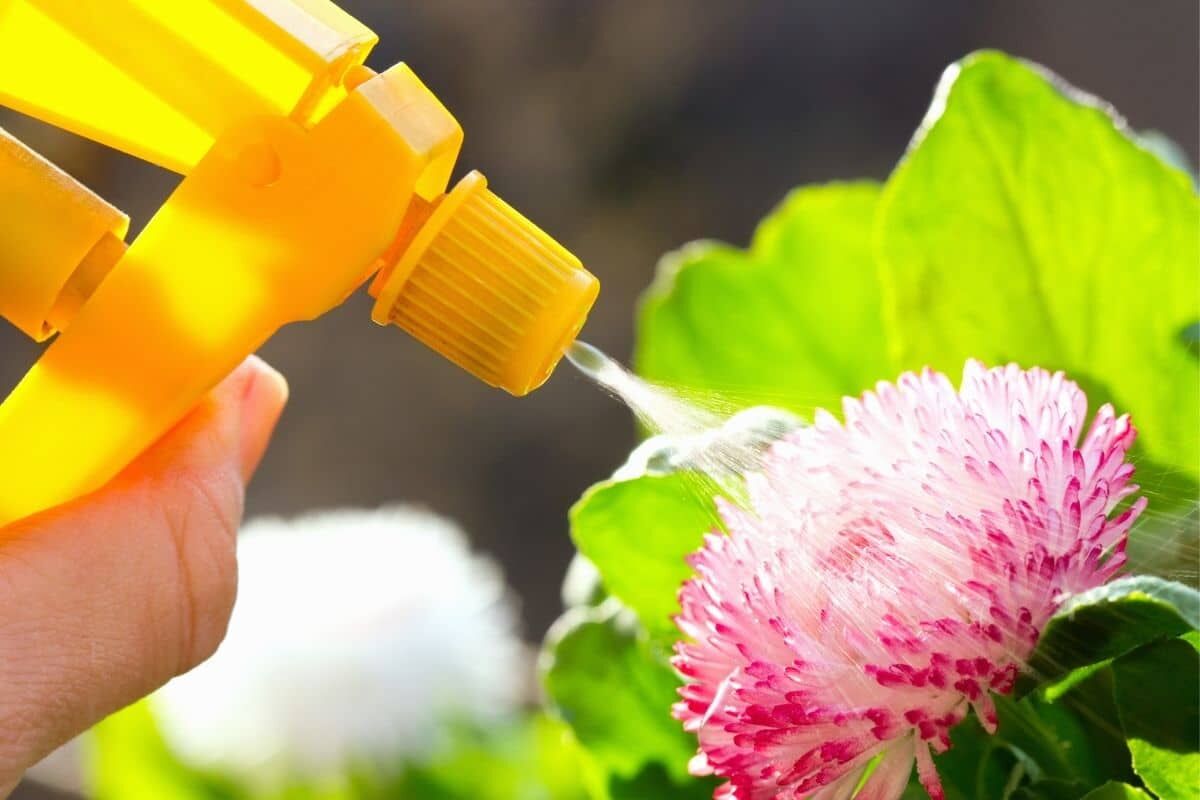 Tuyệt chiêu dùng sữa hết hạn chăm sóc khu vườn của bạn-2