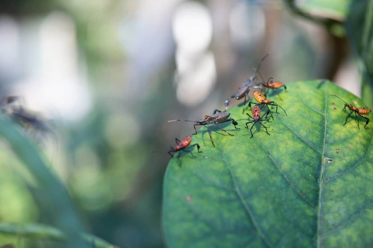 Tuyệt chiêu dùng sữa hết hạn chăm sóc khu vườn của bạn-4
