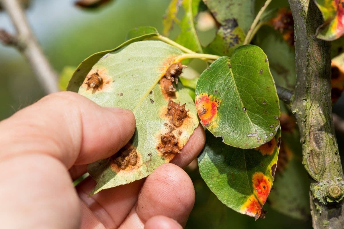 Tuyệt chiêu dùng sữa hết hạn chăm sóc khu vườn của bạn-5