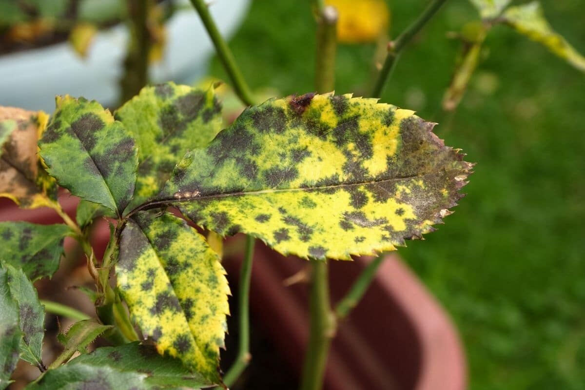 Tuyệt chiêu dùng sữa hết hạn chăm sóc khu vườn của bạn-6