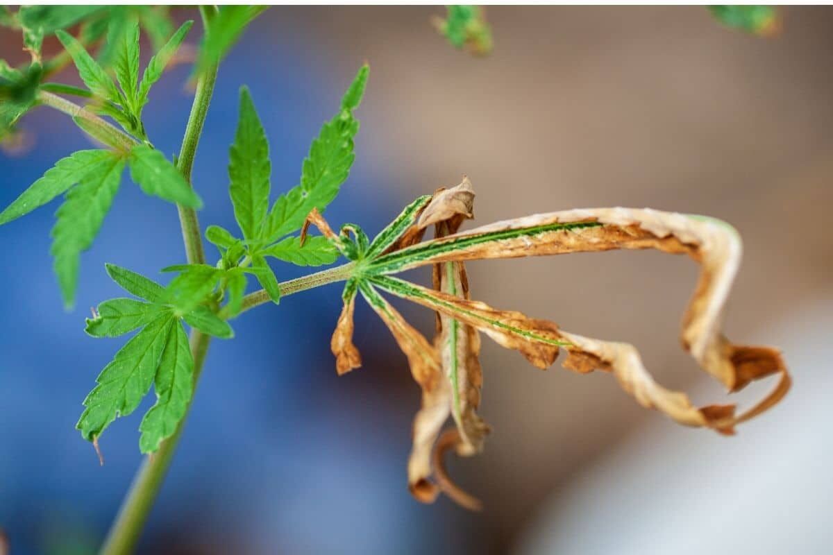 Tuyệt chiêu dùng sữa hết hạn chăm sóc khu vườn của bạn-8