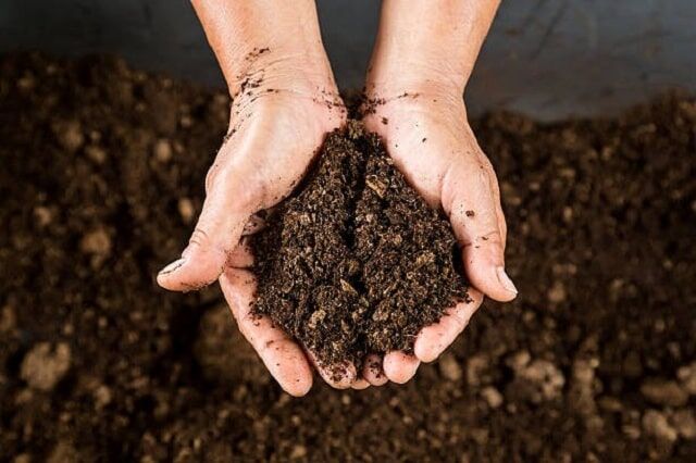 Tuyệt chiêu dùng sữa hết hạn chăm sóc khu vườn của bạn-7