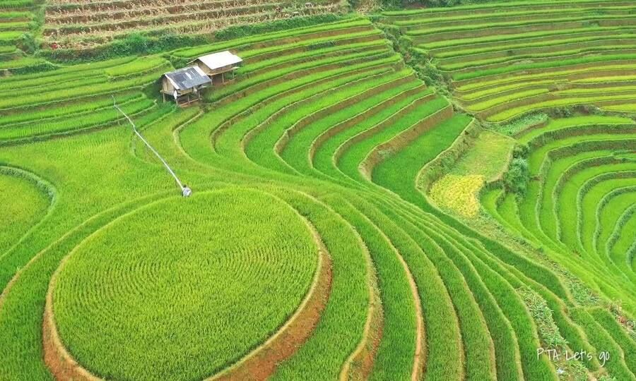 Bản giao hưởng của lúa - 3