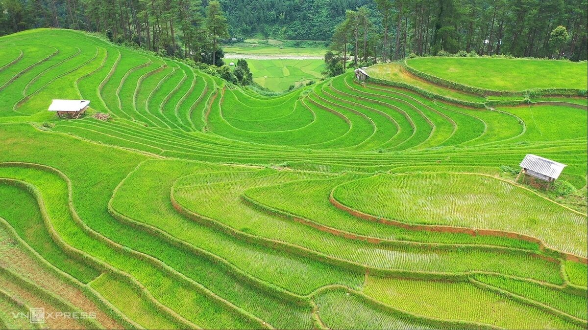 Bản giao hưởng của lúa - 4