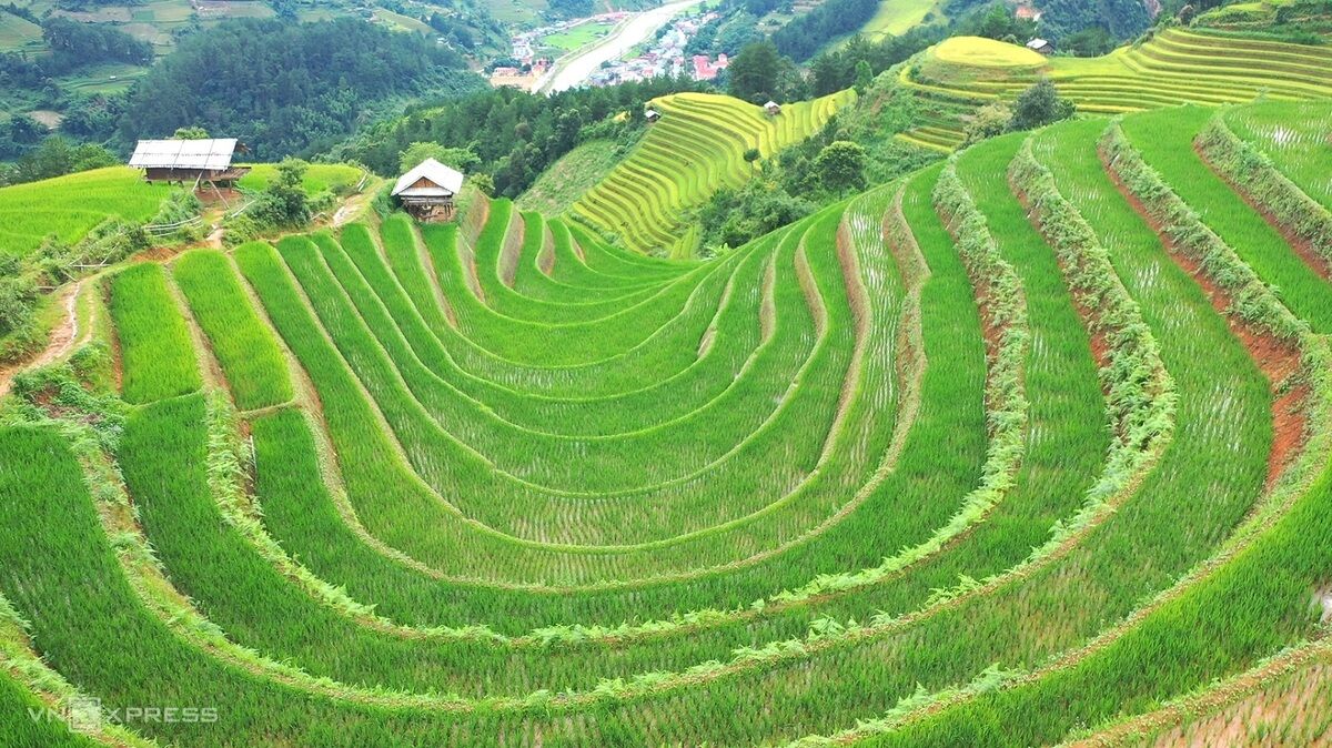 Bản giao hưởng của lúa - 5