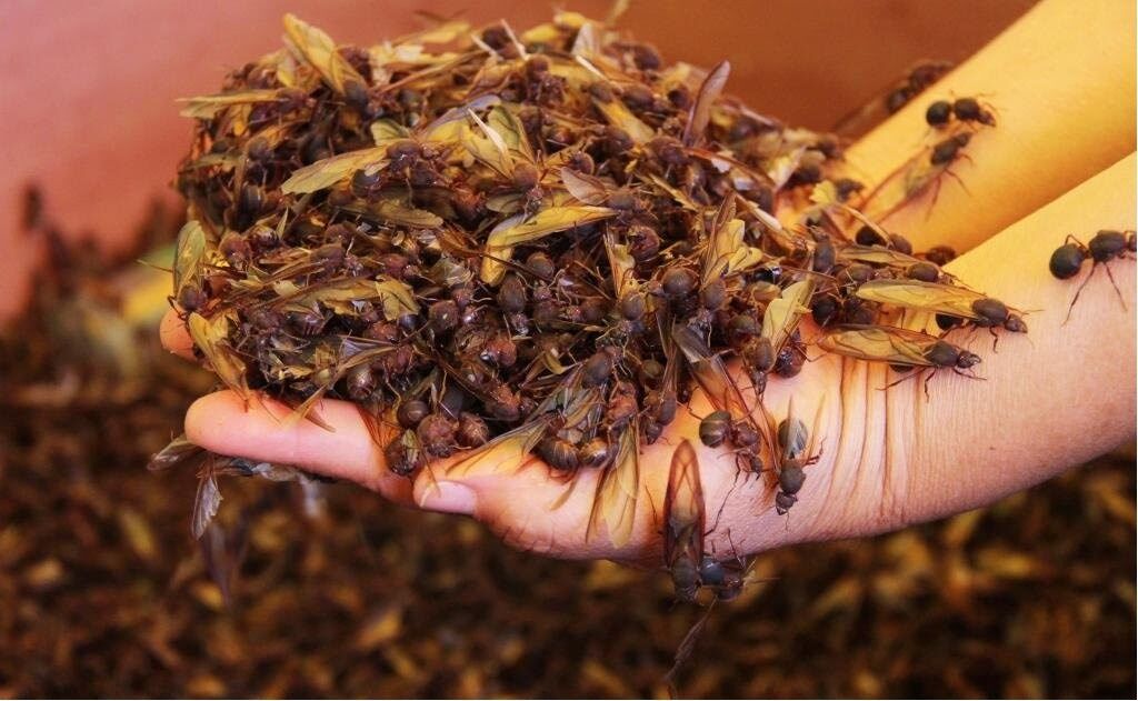 Đến Mexico ăn những món độc lạ mà ngon mê ly - 3