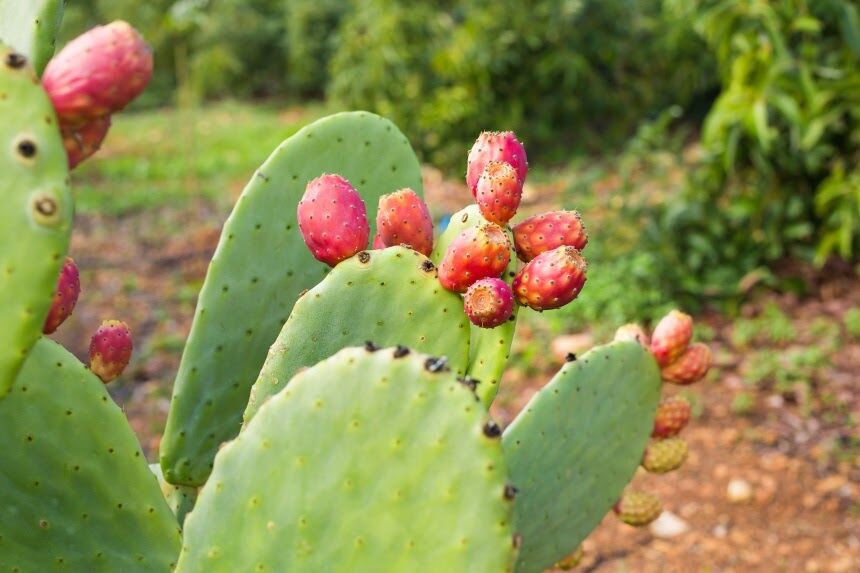 Đến Mexico ăn những món độc lạ mà ngon mê ly - 9