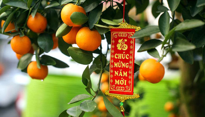 cây quất