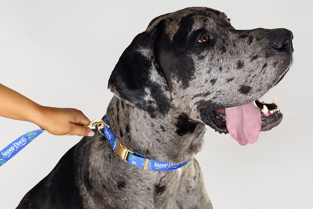 Snoop Doggie Doggs