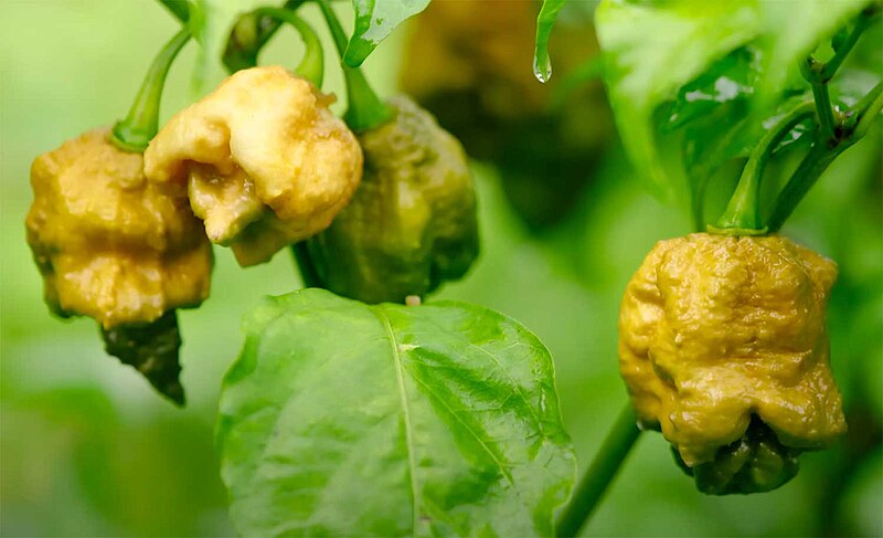 Pepper X là loại ớt cay nhất thế giới