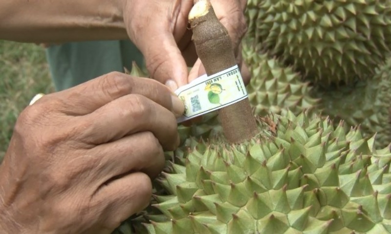 sau-rieng20230824143049.png?rt=20231029085617