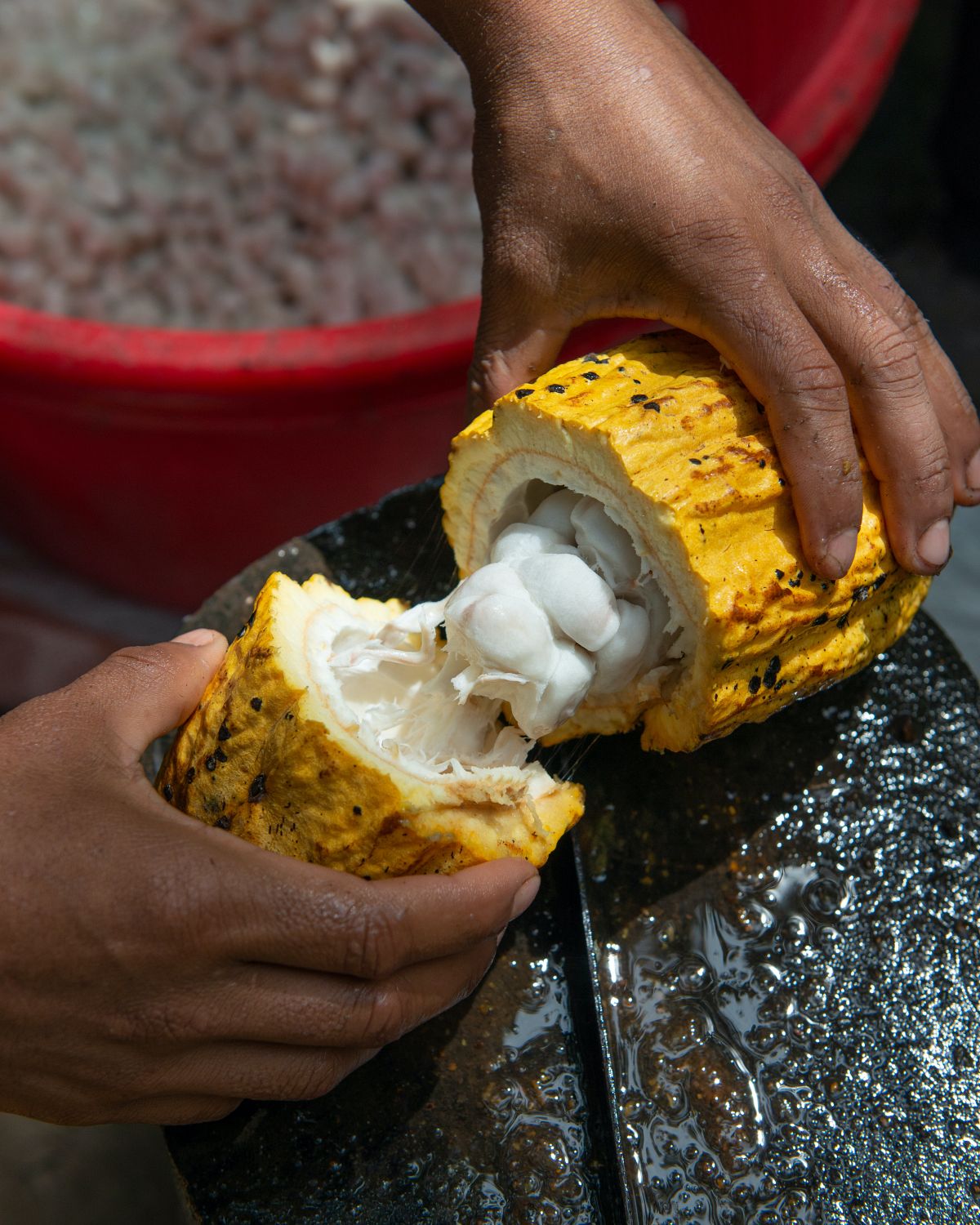 Cận cảnh hạt cacao
