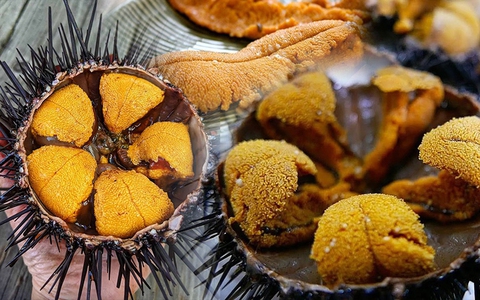 Cầu gai (nhum biển)