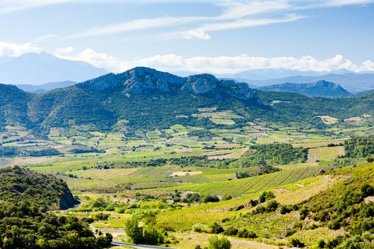 Vùng trồng nho Languedoc
