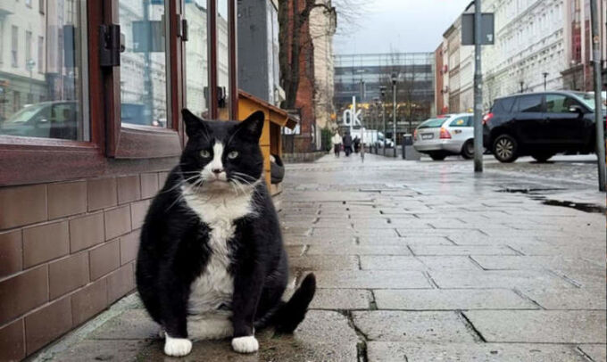 Gacek-cat-6964-1676793532.jpg?w=680&h=0&q=100&dpr=1&fit=crop&s=a0nM0TwA0M8bpgyXtSTE3g