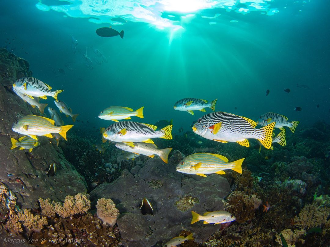 Ảnh: @marcusjkyee.