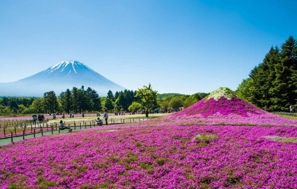 Fuji Shibazakura ivivu 2