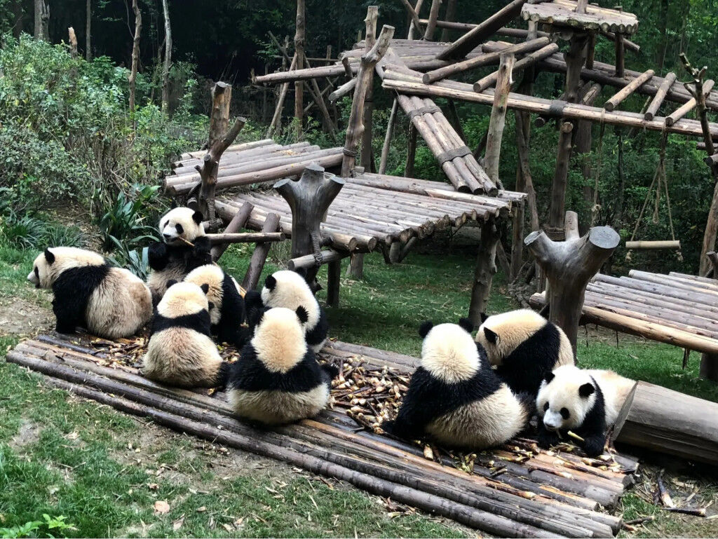 TT gấu trúc Thành Đô ivivu 3