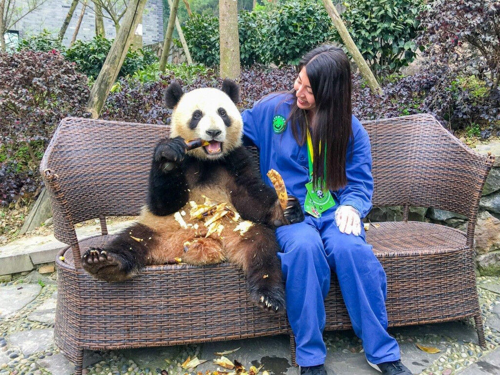 TT gấu trúc Thành Đô ivivu 4