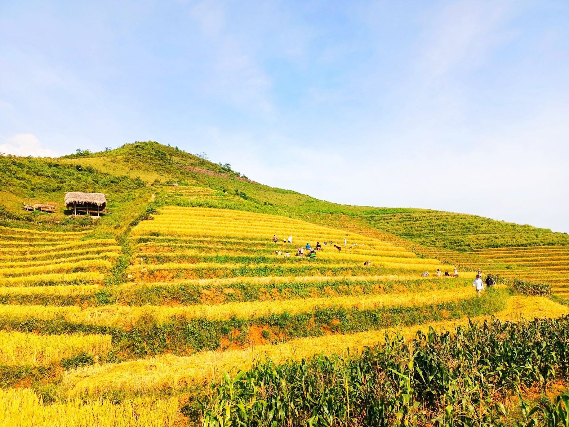 khe-tau--phong-du-thuong--mua-thu-hoach-lua.jpg