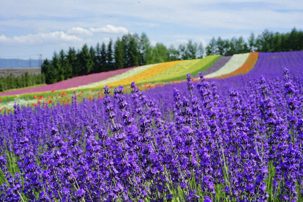 Ảnh: Visit Hokkaido