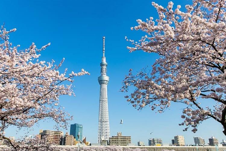 Tháp Tokyo Skytree – tour du lịch Nhật Bản